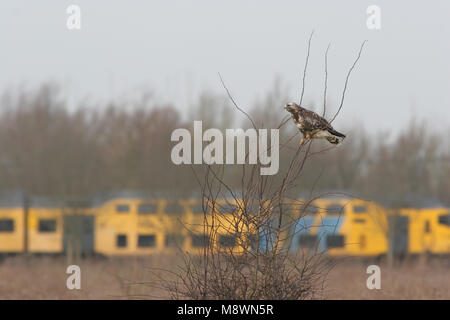 Ruigpootbuizerd; Rau-legged Buzzard Stockfoto