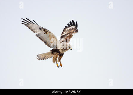 In Ruigpootbuizerd vlucht, rauh-legged Buzzard im Flug Stockfoto