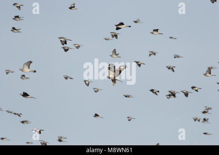 Juveniele Ruigpootbuizerd; Jugendliche Rau-legged Buzzard Stockfoto