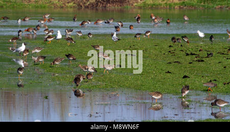 Groep Kemphanen im Polder Arkemheen; Herde Kampfläufer (Philomachus pugnax) Nahrungssuche in einem niederländischen Wiese Stockfoto