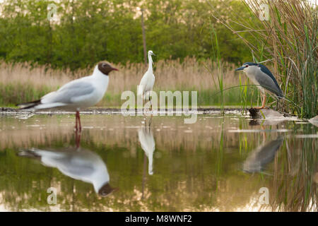 Kwak staand bij vijver met andere Vogels; Schwarz - gekrönte Night Heron am Pool mit anderen Vögeln Stockfoto