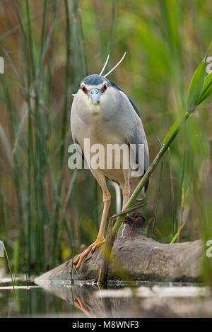 Kwak staand op omgevallen boomstam bij Waterkant; Schwarz - gekrönte Night Heron auf gefallenen Baumstamm im Waterside Stockfoto