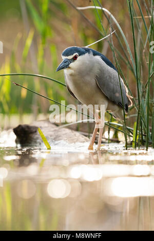 Kwak staand bij Waterkant; Schwarz - gekrönte Night Heron stehend an Wasserseite Stockfoto