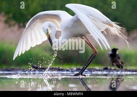 Grote Zilverreiger vangt vis; Western Great Egret, Fische zu fangen, Stockfoto