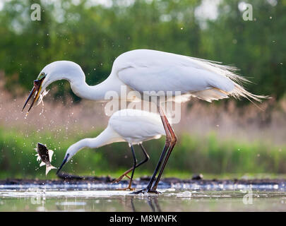 Grote Zilverreiger laat gevangen vis vallen met Kleine Zilverreiger in Achtergrond; Western Great Egret Fallen gefangenen Fisch mit Seidenreiher zurück Stockfoto