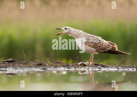 Pontische Meeuw roepend op waterkant Caspian Gull Aufruf an der Wasserseite Stockfoto