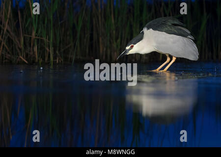 Kwak jagend in Wasser; Schwarz - gekrönte Night Heron Jagd in Wasser Stockfoto