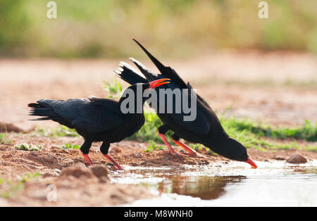 Paar Rot-choughs Trinkwasser in Rechnung gestellt Stockfoto