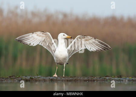 Pontische Meeuw staand op Waterkant met gespreide Vleugels, Caspian Gull stehend an der Wasserseite mit ausgebreiteten Flügeln Stockfoto