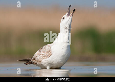 Pontische Meeuw roepend in Wasser; Caspian Gull Aufruf in Wasser Stockfoto