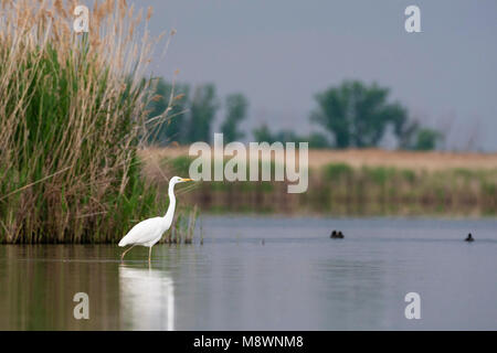 Grote Zilverreiger lopend in Wasser bij rietkraag; Western Great Egret zu Fuß im Wasser in der Nähe von Reed bed Stockfoto