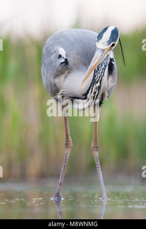 Blauwe Reiger jagend in Wasser; Graureiher jagen in Wasser Stockfoto