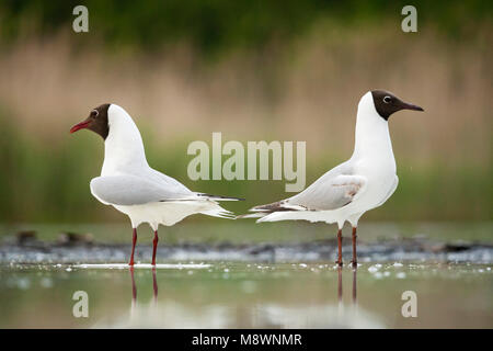 Kokmeeuwen staand in Wasser; gemeinsamen Schwarz-headed Möwen in Wasser Stockfoto