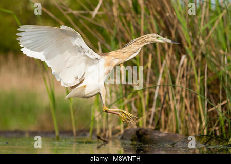 In rietkraag Ralreiger volwassen landend, Squacco Heron nach Landung in Schilf bed Stockfoto