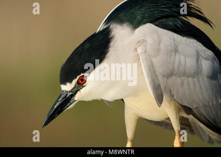 Kwak staand; Schwarz - gekrönte Night Heron stehend Stockfoto