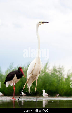 Grote Zilverreiger staand in Wasser met Zwarte Ooievaar in Achtergrond; Western Great Egret stehend im Wasser mit schwarzer Storch im Hintergrund Stockfoto