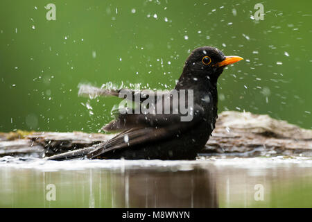 Merel Mann badend in drinkvijver, Eurasian Blackbird männlichen Baden in Trinkwasser pool Stockfoto