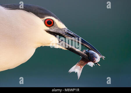 Kwak met gevangen vis bek; Schwarz - gekrönte Night Heron mit Fisch im Schnabel Stockfoto