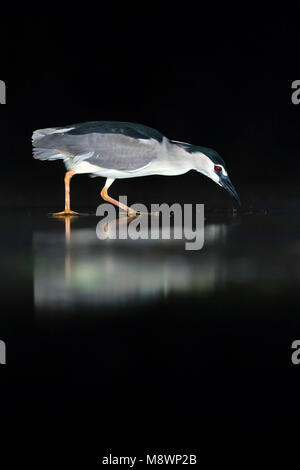 Kwak jagend in Wasser; Schwarz - gekrönte Night Heron Jagd in Wasser Stockfoto