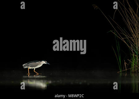 Kwak jagend in Wasser; Schwarz - gekrönte Night Heron Jagd in Wasser Stockfoto