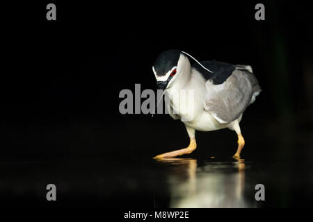 Kwak jagend in Wasser; Schwarz - gekrönte Night Heron Jagd in Wasser Stockfoto