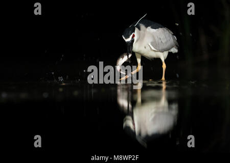 Kwak vangt vis; Schwarz - gekrönte Night Heron, Fische zu fangen, Stockfoto