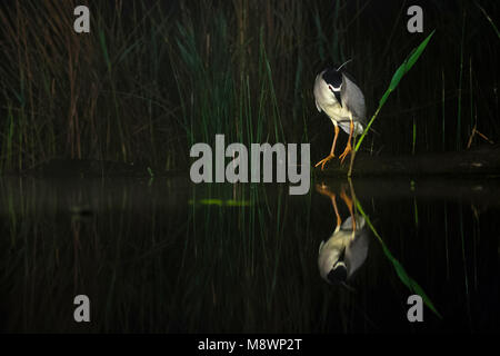 Kwak jagend bij Waterkant; Schwarz - gekrönte Night Heron Jagd an der Wasserseite Stockfoto