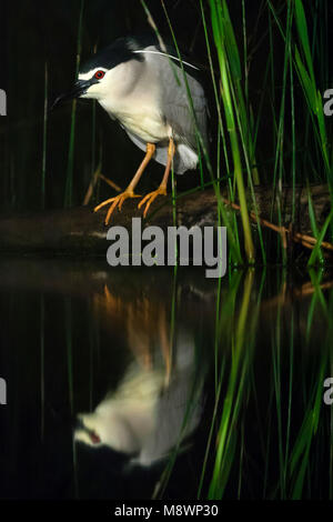 Kwak jagend bij Waterkant; Schwarz - gekrönte Night Heron Jagd an der Wasserseite Stockfoto