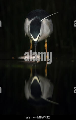 Kwak vangt vis; Schwarz - gekrönte Night Heron, Fische zu fangen, Stockfoto