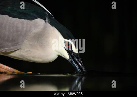 Kwak jagend in Wasser; Schwarz - gekrönte Night Heron Jagd in Wasser Stockfoto