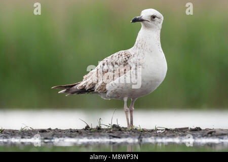 Pontische Meeuw staand op waterkant Caspian Gull stehend an Wasserseite Stockfoto