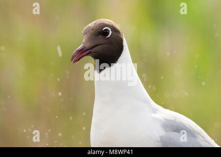 Kokmeeuw portret in regenbui ; gemeinsame Lachmöwe portrait Regendusche Stockfoto