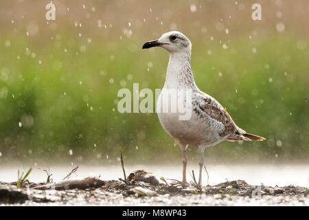 Pontische Meeuw staand op Waterkant in regenbui Caspian Gull stehend an Wasserseite während Regendusche Stockfoto