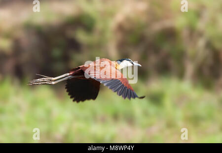 In Lelieloper vlucht; Fliegen afrikanischen Jacana (Actophilornis africanus) im Flug Stockfoto