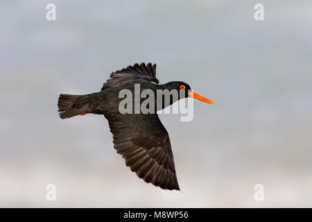 Afrikaanse Zwarte Scholekster volwassen Vliegend; afrikanischen schwarzen Austernfischer erwachsenen Fliegen Stockfoto