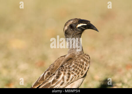 Grijze Tok, African Grey Hornbill, Tockus nasutus Stockfoto