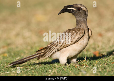 Grijze Tok, African Grey Hornbill, Tockus nasutus Stockfoto