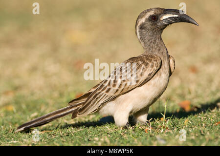 Grijze Tok, African Grey Hornbill, Tockus nasutus Stockfoto