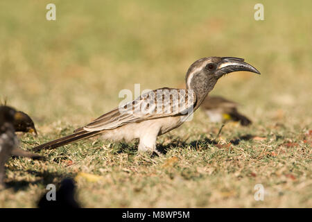 Grijze Tok, African Grey Hornbill, Tockus nasutus Stockfoto