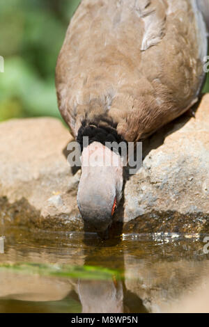 Afrikanische Taube, Streptopelia decipiens, Streptopelia decipiens Stockfoto