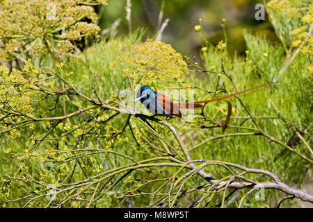 Mannetje Paradijsmonarch Afrikaanse op Tak; Männliche afrikanischen Paradise-Flycatcher auf einem Ast sitzend Stockfoto