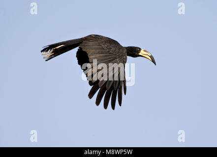 Bonte Tok volwassen Vliegend; African Pied Hornbil nach Fliegen Stockfoto