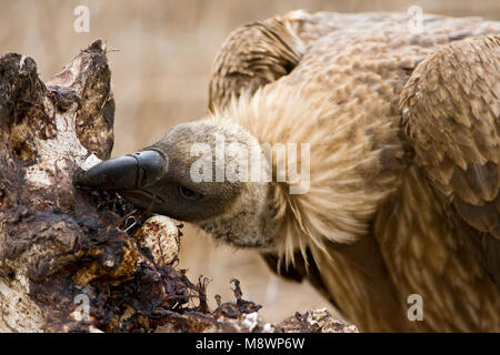 Witruggier, afrikanische Weiß-backed Vulture, Tylose in Africanus Stockfoto