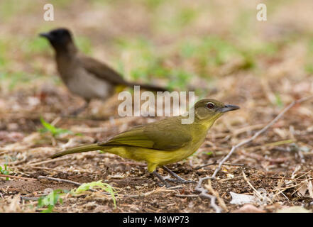 - Geelborst buulbuul, Yellow-bellied Greenbul, Chlorocichla flaviventris Stockfoto