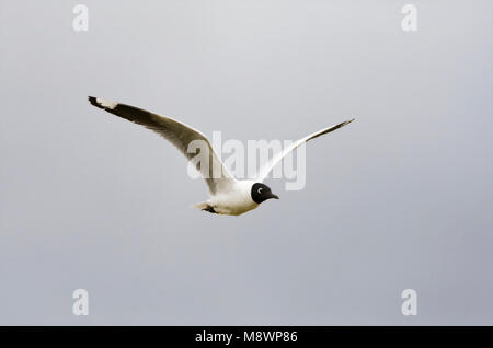 Andesmeeuw in de Vlucht; Anden Möwe im Flug Stockfoto