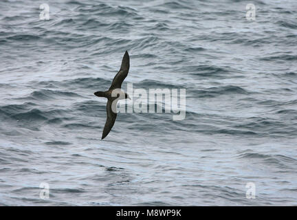 Schlegels Stormvogel vliegend; Atlantic Petrel fliegen Stockfoto