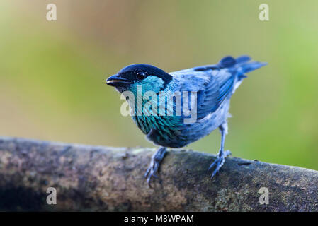 Heines Tangare, Black-capped Tanager, Tangara heinei Stockfoto