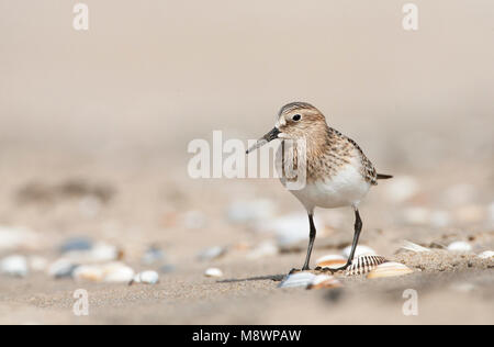 Bairds Strandloper, Bairds Sandpiper, Calidris bairdii Stockfoto