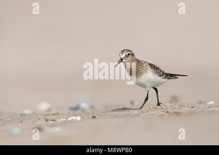 Bairds Strandloper, Bairds Sandpiper, Calidris bairdii Stockfoto