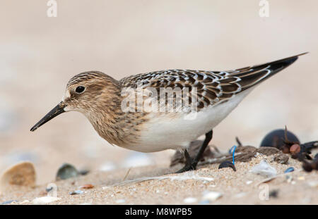 Bairds Strandloper, Bairds Sandpiper, Calidris bairdii Stockfoto